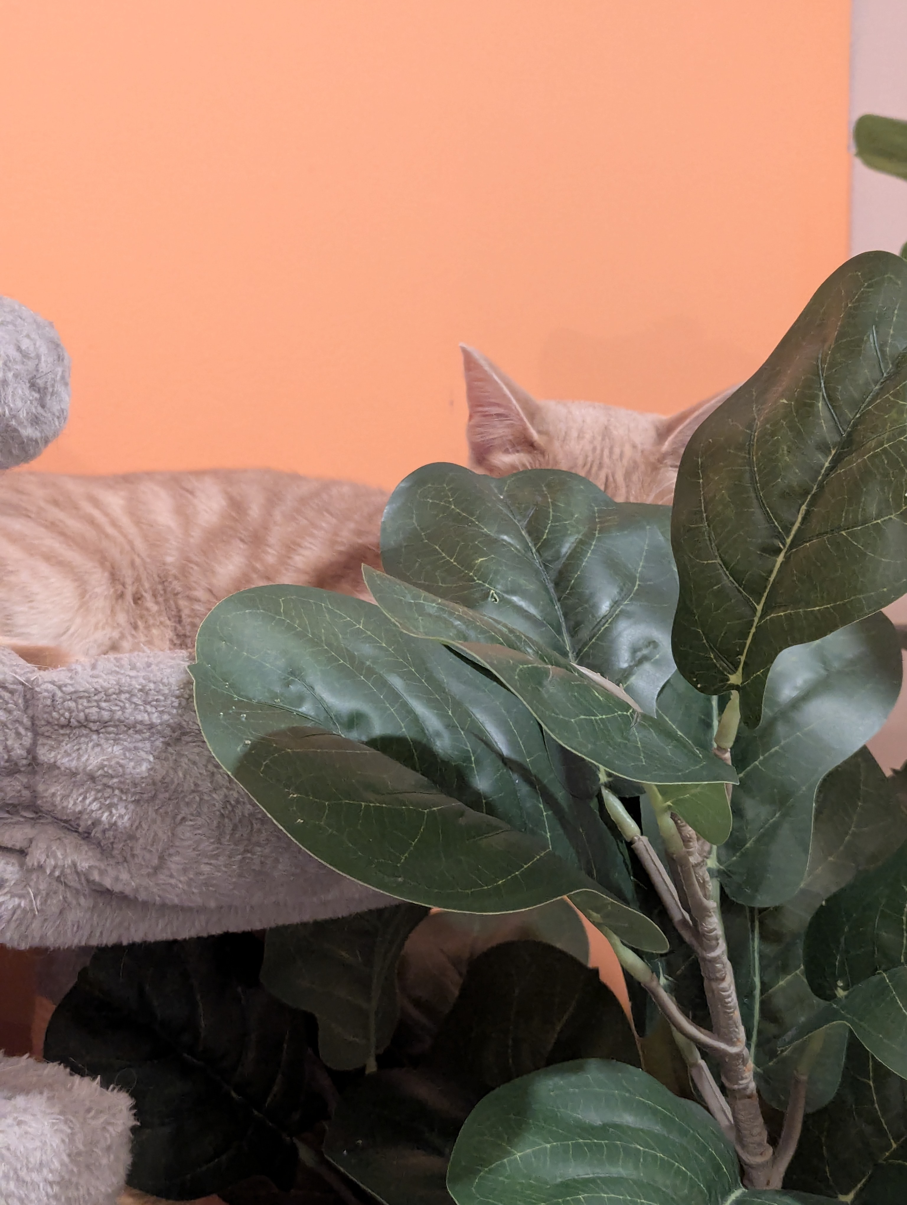 Birthday Trip to Canada, Cat Cafe, Edmonton